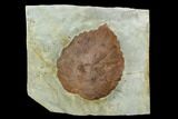 Fossil Leaf (Davidia) - Montana #120780-1